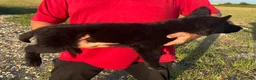 German Shepherd dogs for sale: Gipper  - Ad 4