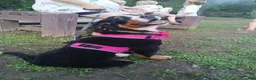 Bernese Mountain Dog dogs for sale: Bernese Mountain Dog 2 - Ad 6