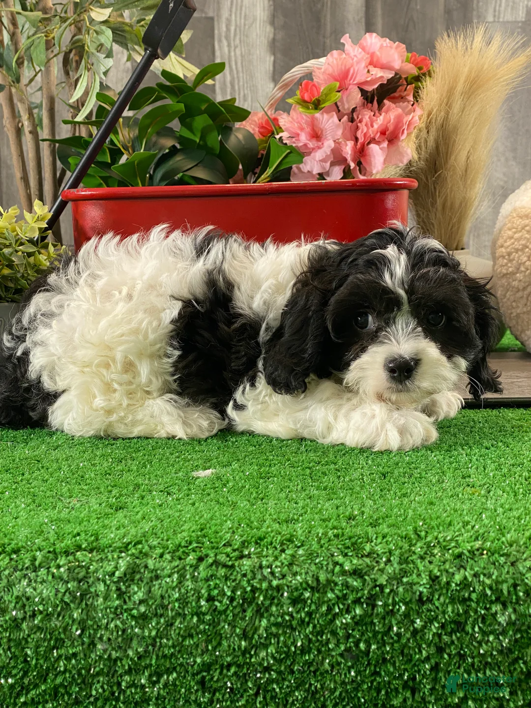Cavachon dogs for sale: Vincent - Ad 3