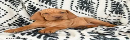 Vizsla dogs for sale: Cannon - Ad 2