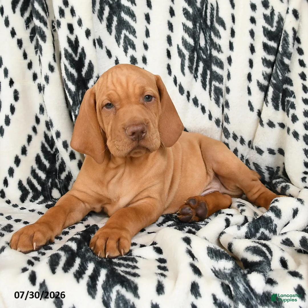 Vizsla dogs for sale: Cannon - Ad 2