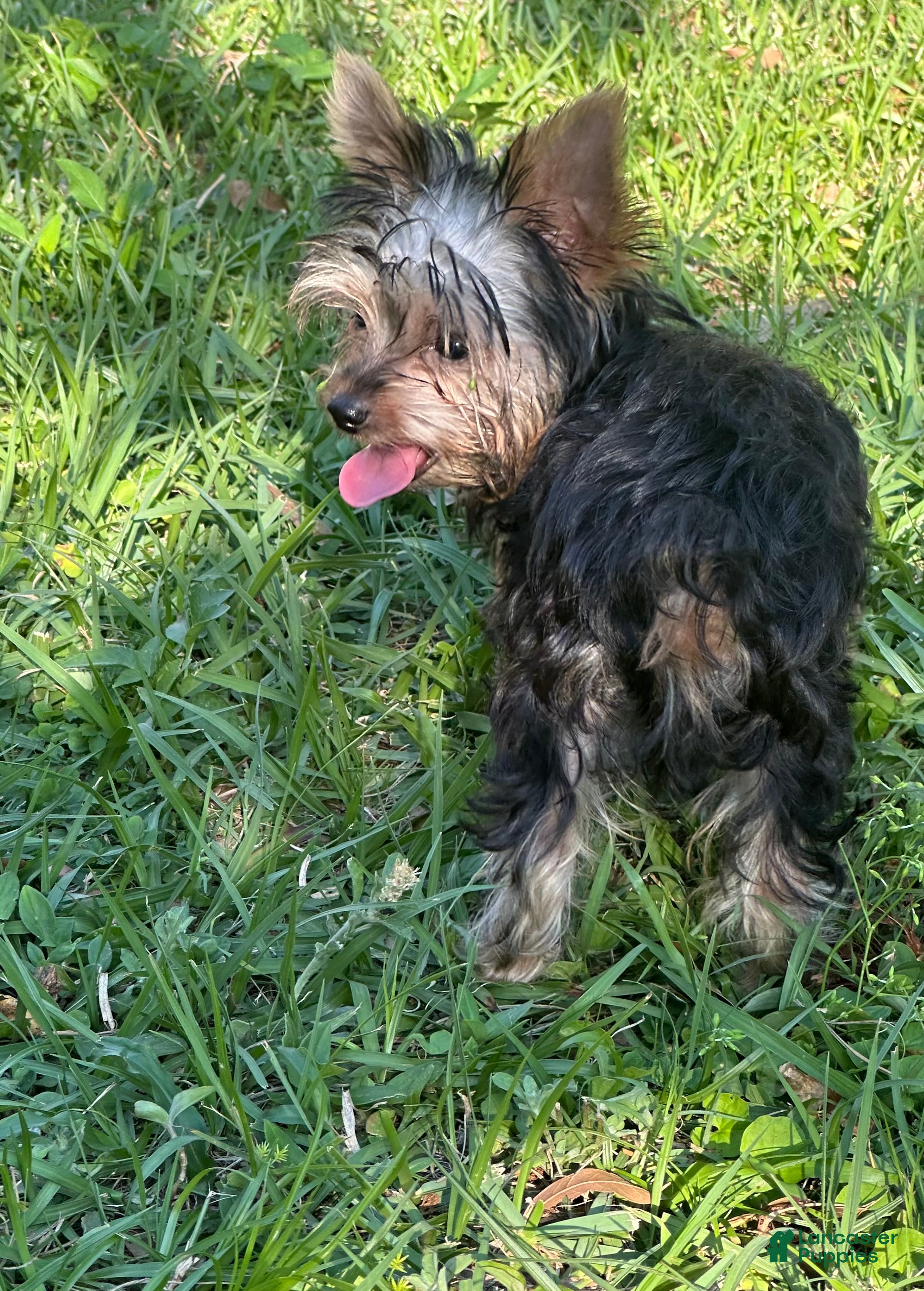 Yorkshire Terrier dogs Yorkshire Terrier Puppy 2 - Ad 18