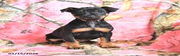 Miniature Pinscher dogs for sale: Quinn - Ad 1