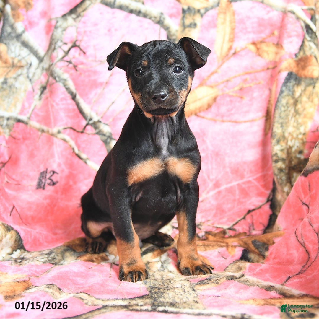Miniature Pinscher dogs for sale: Quinn - Ad 1