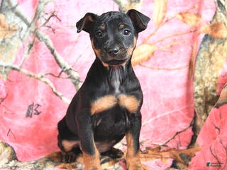 Miniature Pinscher dogs Quinn - Ad 8