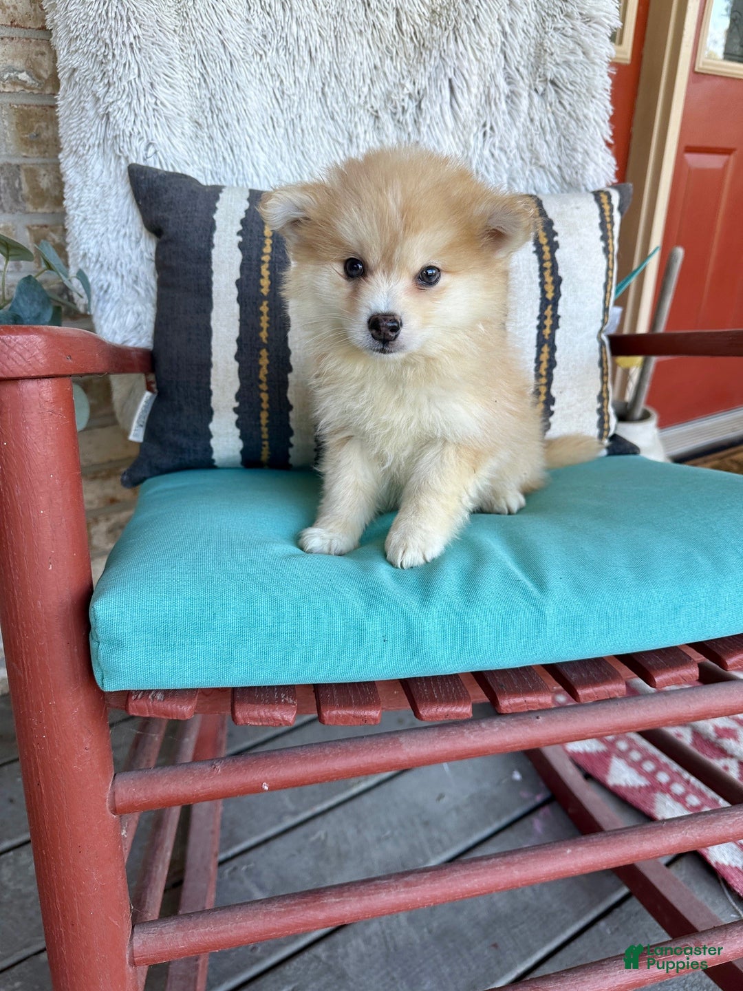 Pomsky dogs for sale: Chester - Ad 4