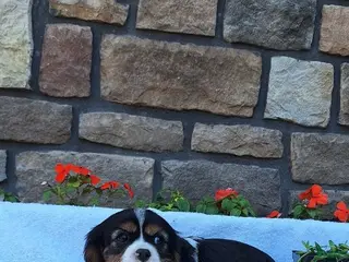 Cavalier King Charles Spaniel dogs Cavalier King Charles Spaniel Puppy 1 - Ad 37