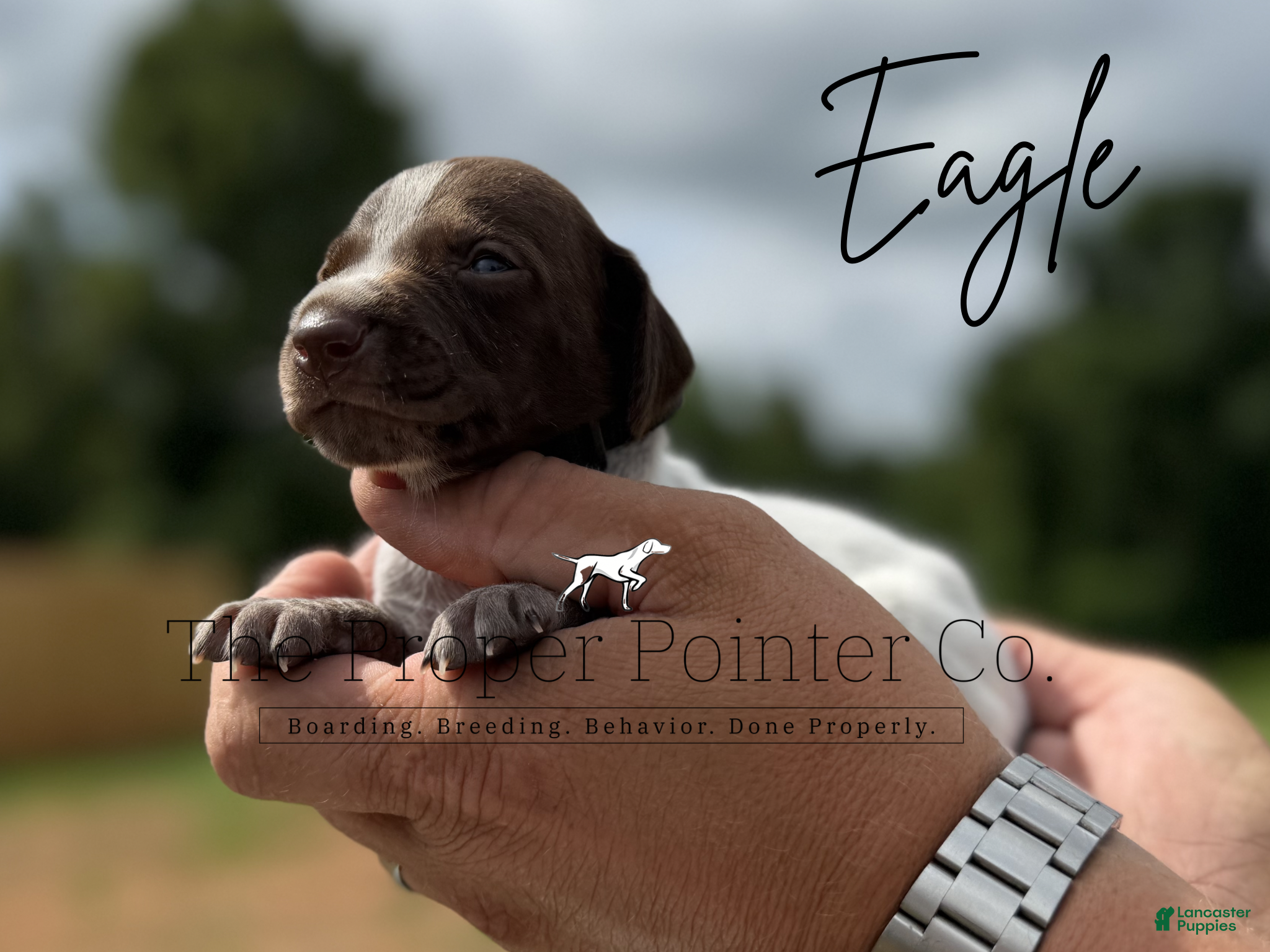 German Shorthaired Pointer dogs Eagle  - Ad 1