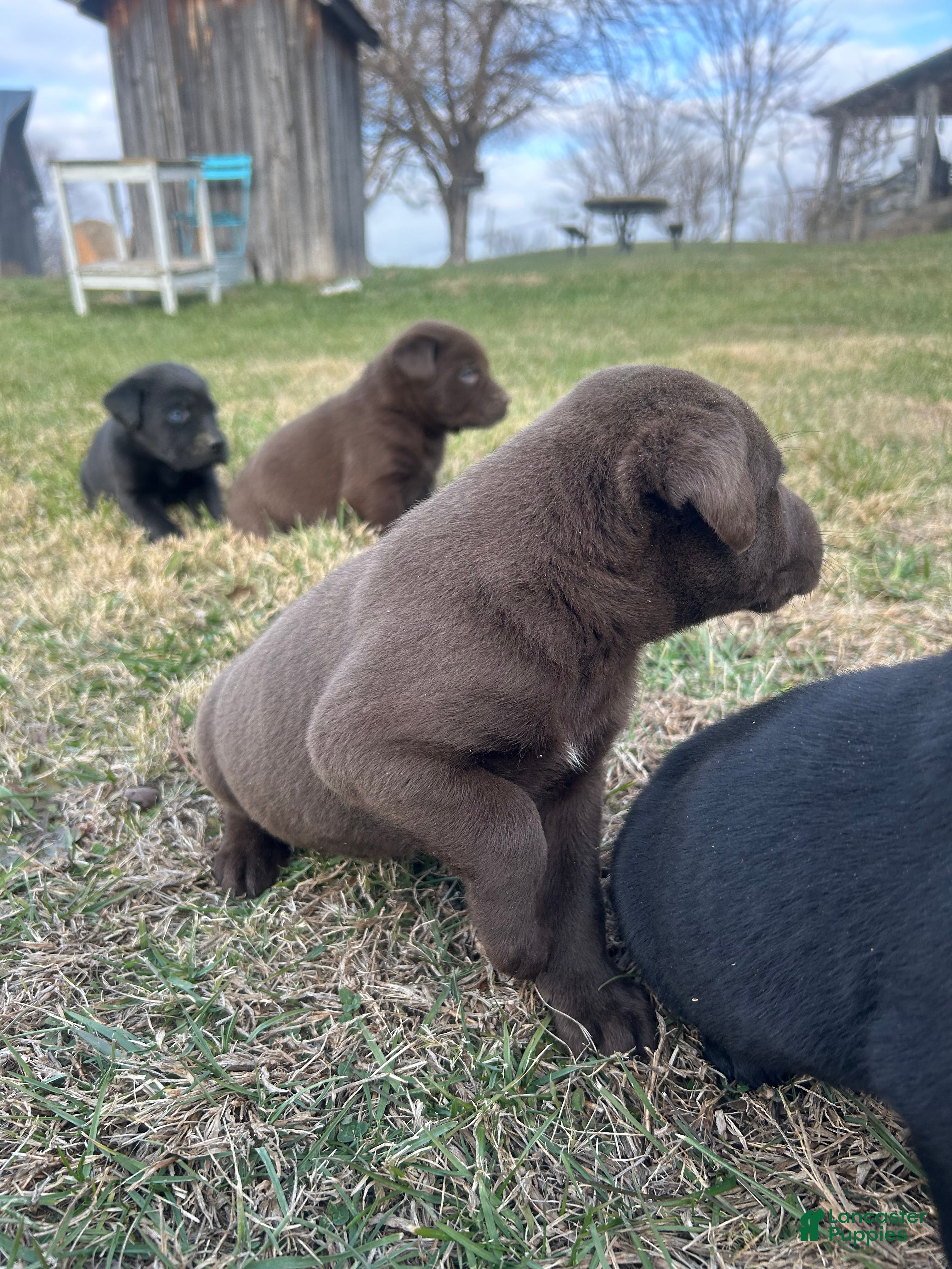 Labrador Retriever dogs Labrador Retriever Puppy 3 - Ad 28