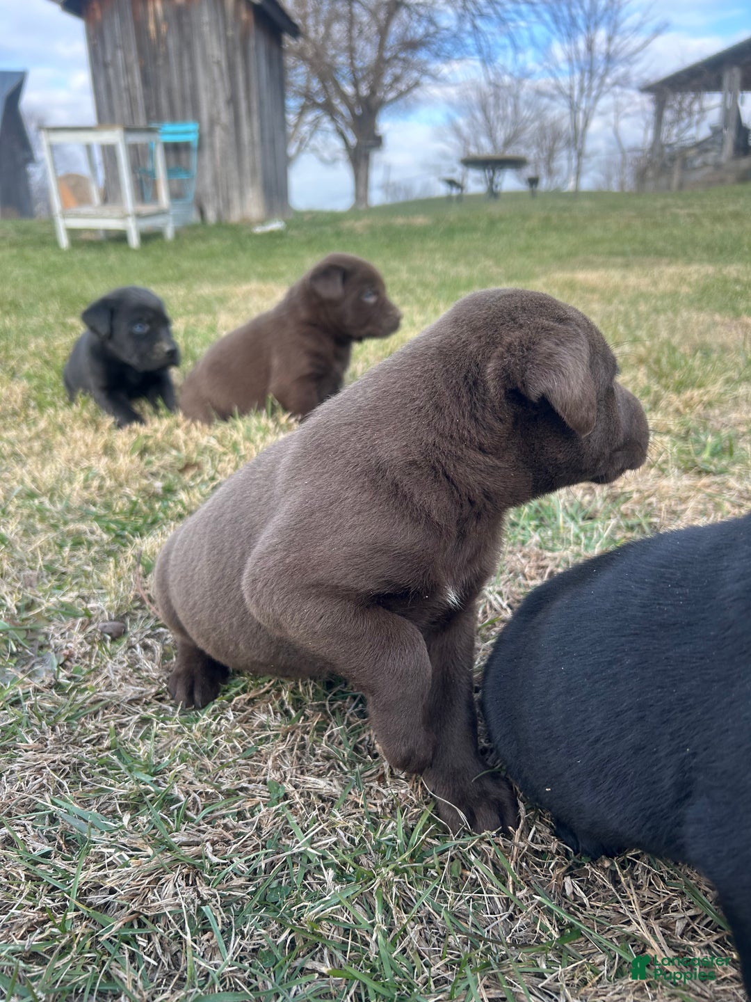 Labrador Retriever dogs for sale: Labrador Retriever Puppy 3 - Ad 1