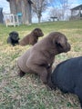 Labrador Retriever Puppy 3