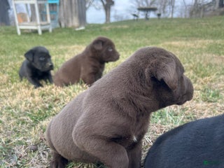 Labrador Retriever dogs Labrador Retriever Puppy 3 - Ad 7