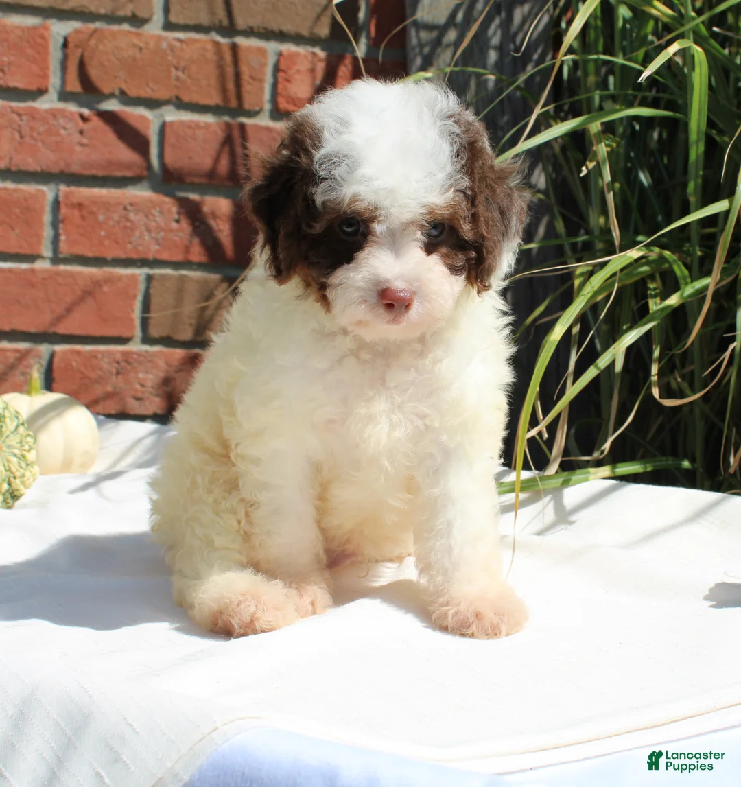 Miniature Poodle dogs for sale: Smokey - Ad 1