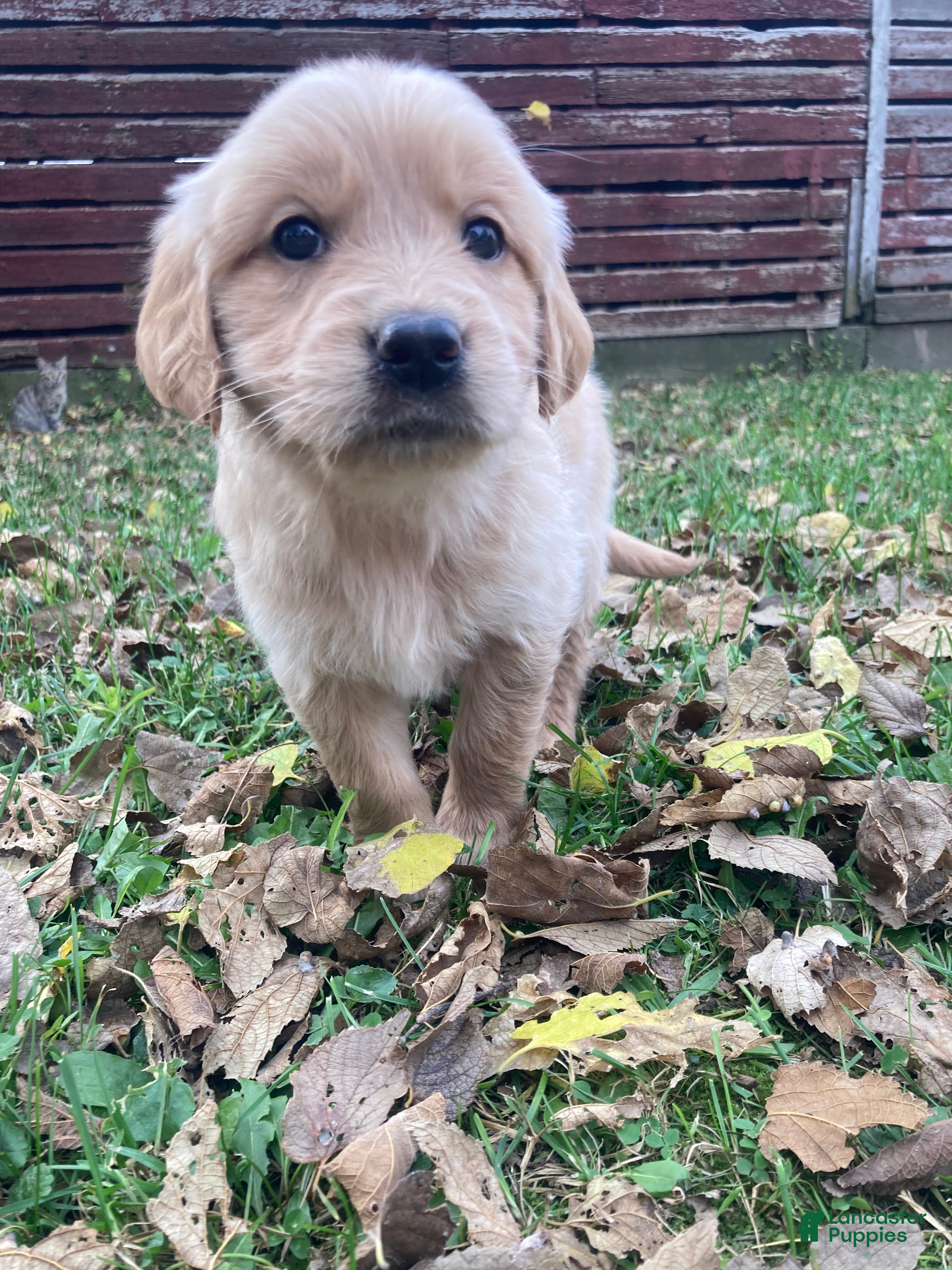 Golden Retriever dogs for sale: Aria - Ad 1