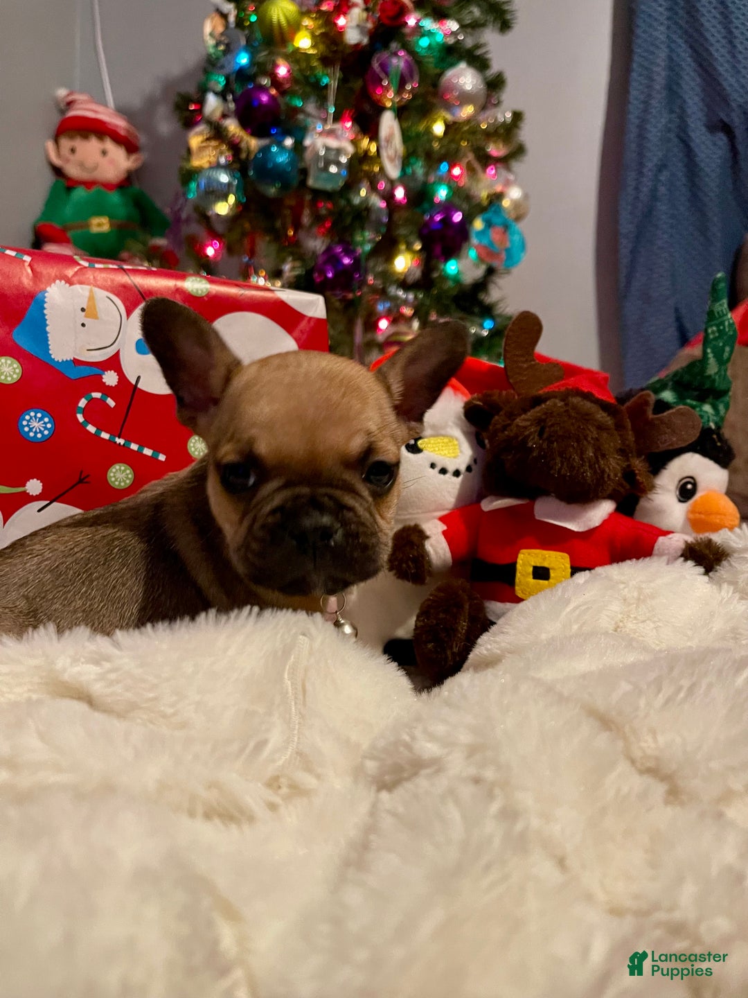 French Bulldog dogs for sale: Toffee - Ad 2