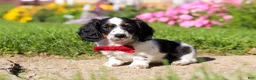 Dachshund dogs for sale: Kobe - Ad 5