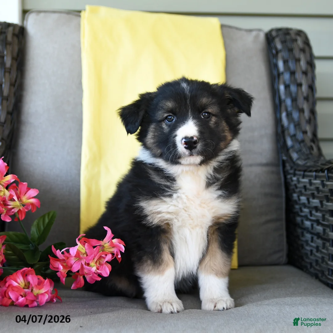 Australian Shepherd dogs for sale: Raider - Ad 5