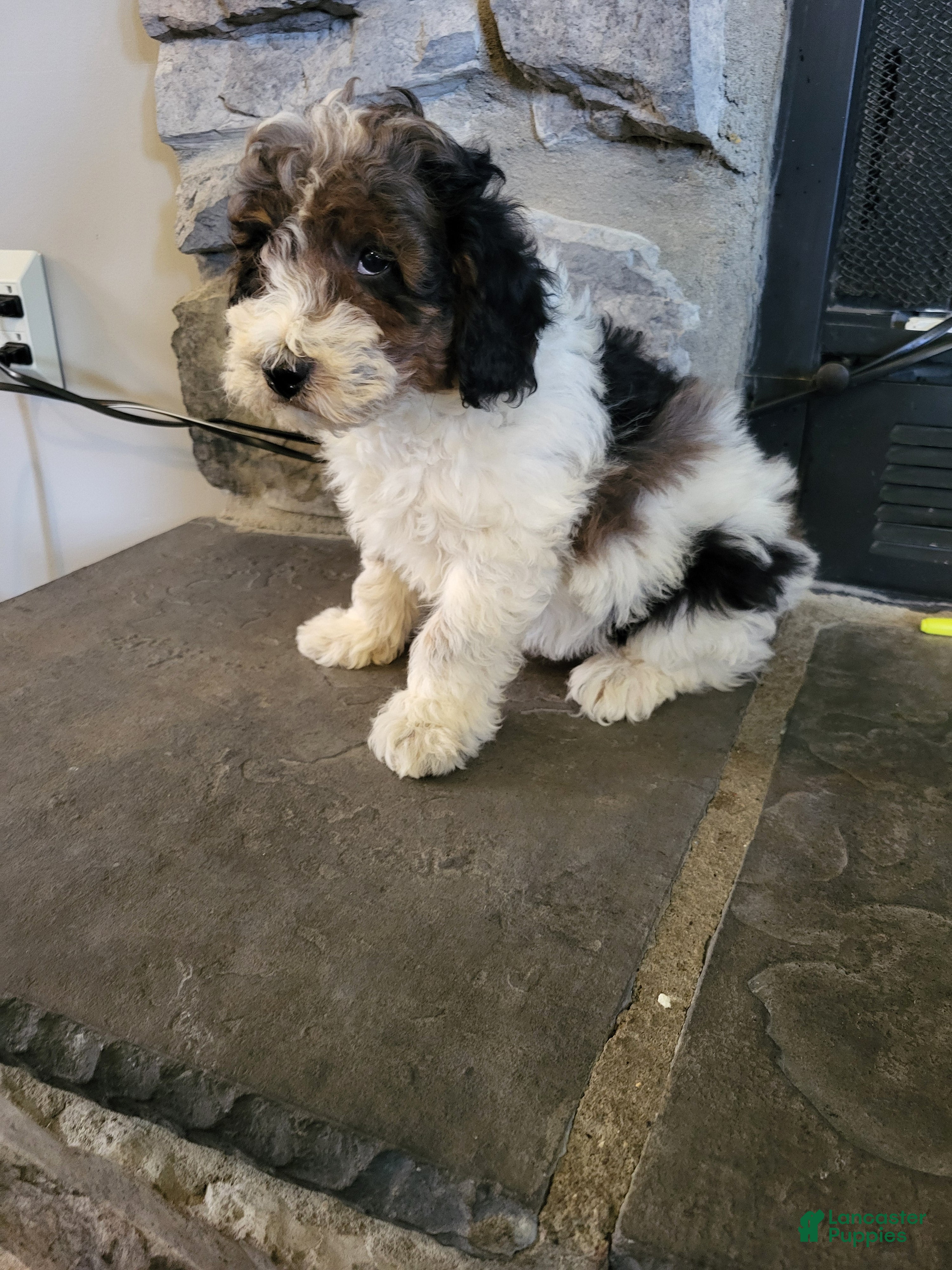 Miniature Poodle dogs Benji - Ad 2