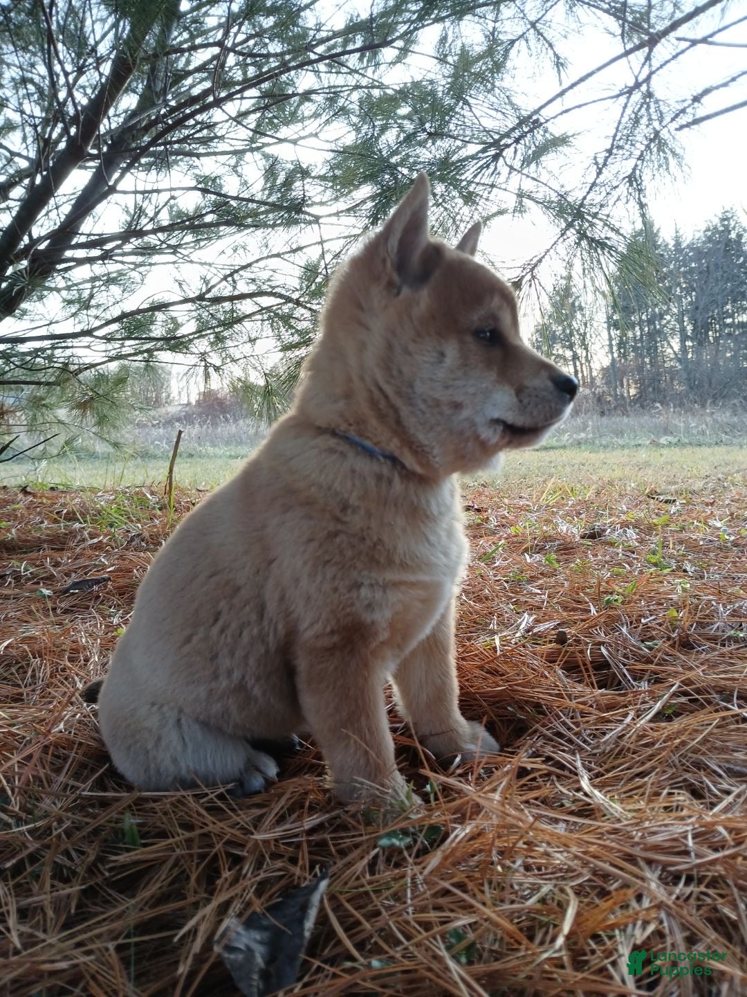 Shiba Inu dogs for sale: Cocoa - Ad 1