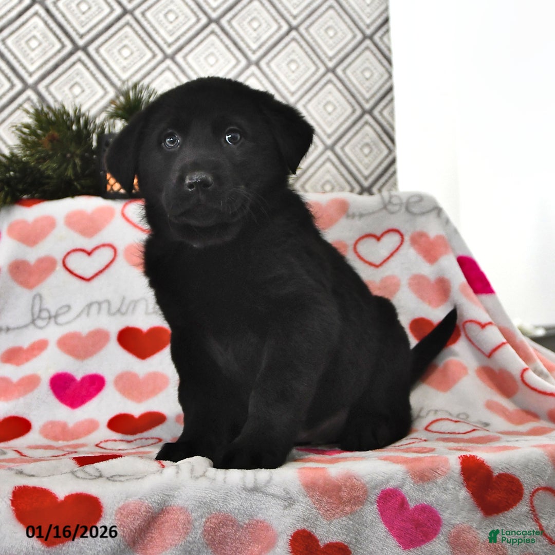 Mixed Breed dogs for sale: Lana - Ad 2