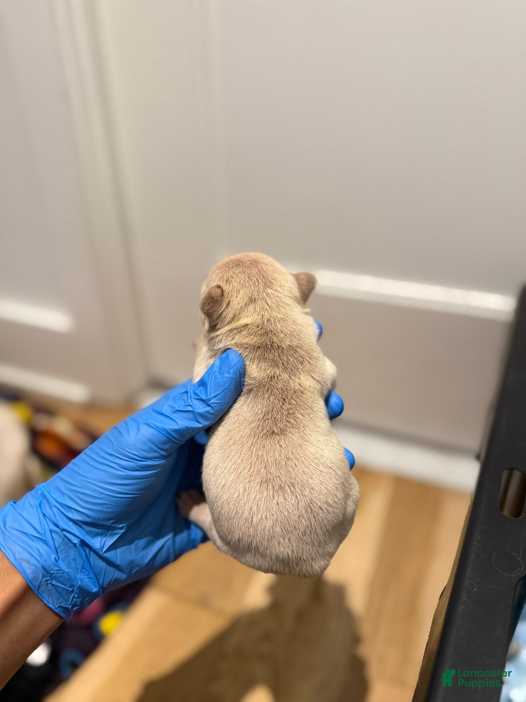 French Bulldog dogs for sale: Hazel - Ad 5