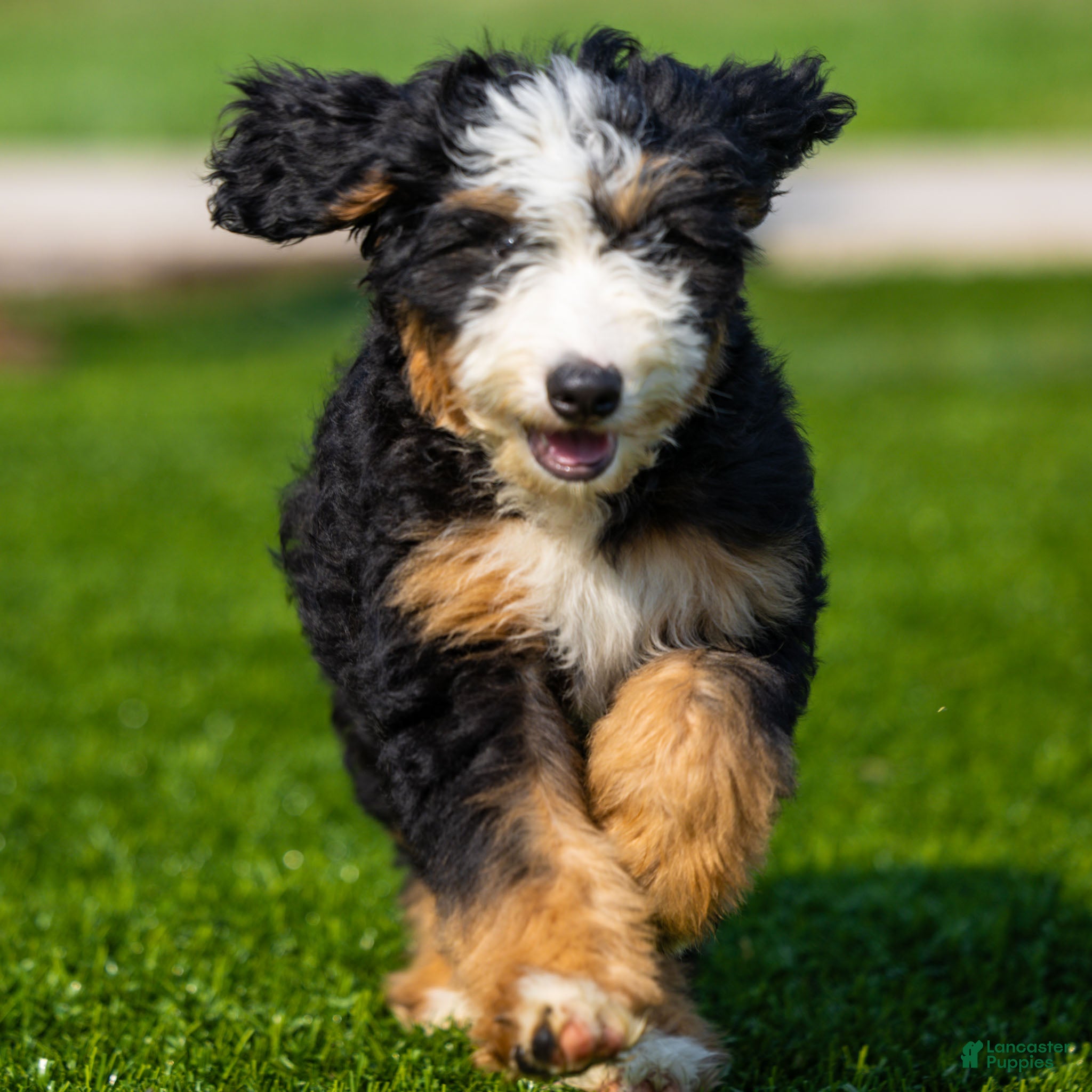 Bernedoodle dogs Pippa Bernedoodle Puppy  - Ad 1