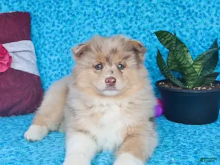 Pomsky dogs for sale: Wren - Ad 4