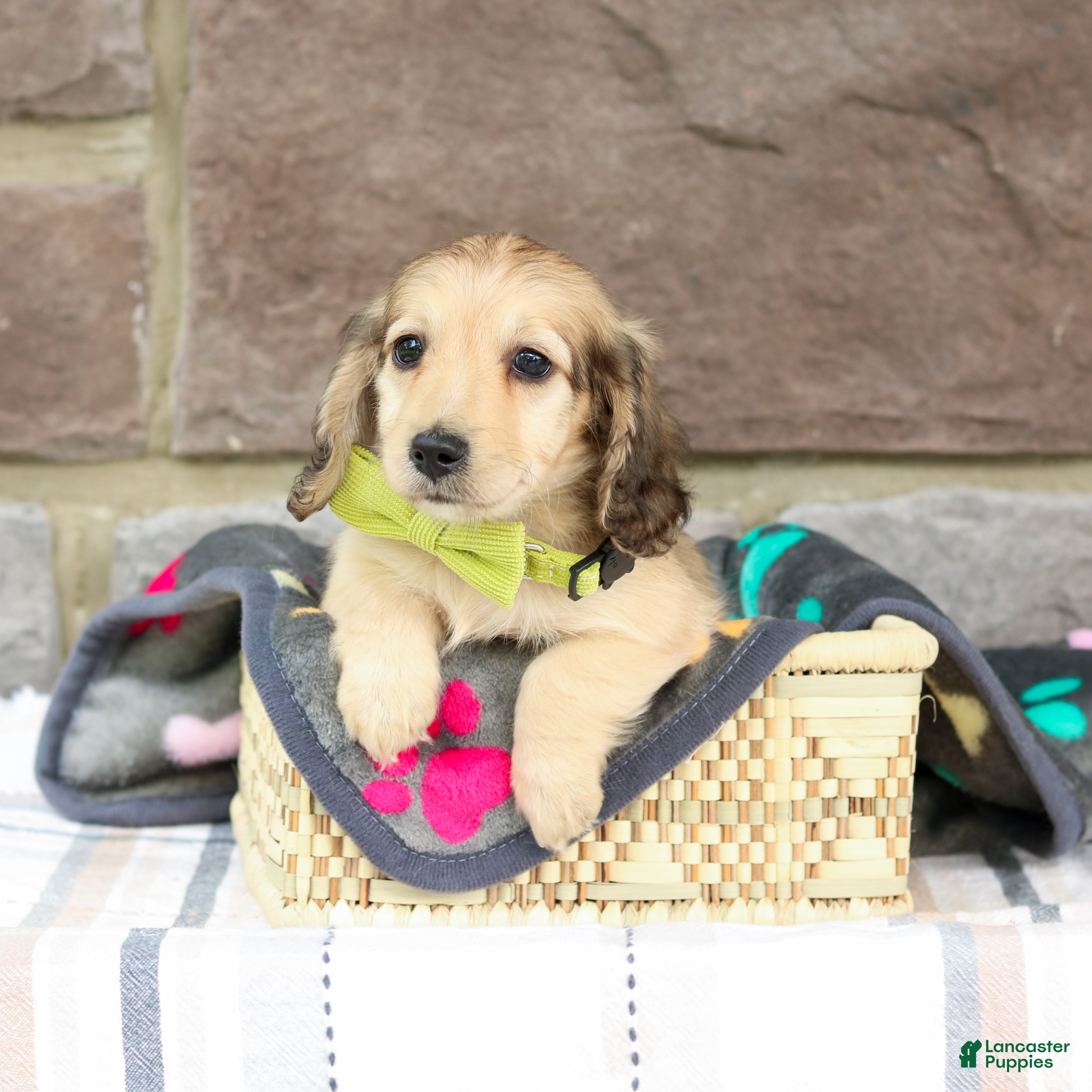 Miniature Dachshund dogs Parker - Ad 1
