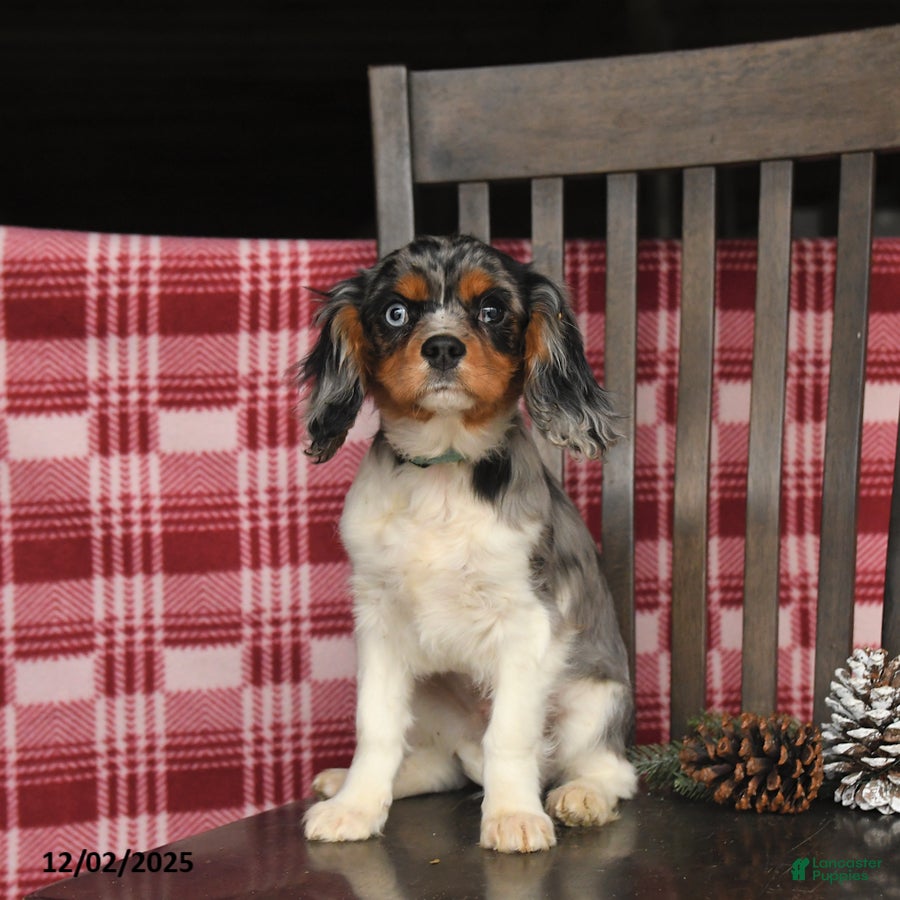 Cavalier King Charles Spaniel dogs Slate - Ad 22