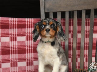 Cavalier King Charles Spaniel dogs Slate - Ad 25