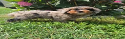 Miniature Poodle dogs for sale: Zack - Ad 7
