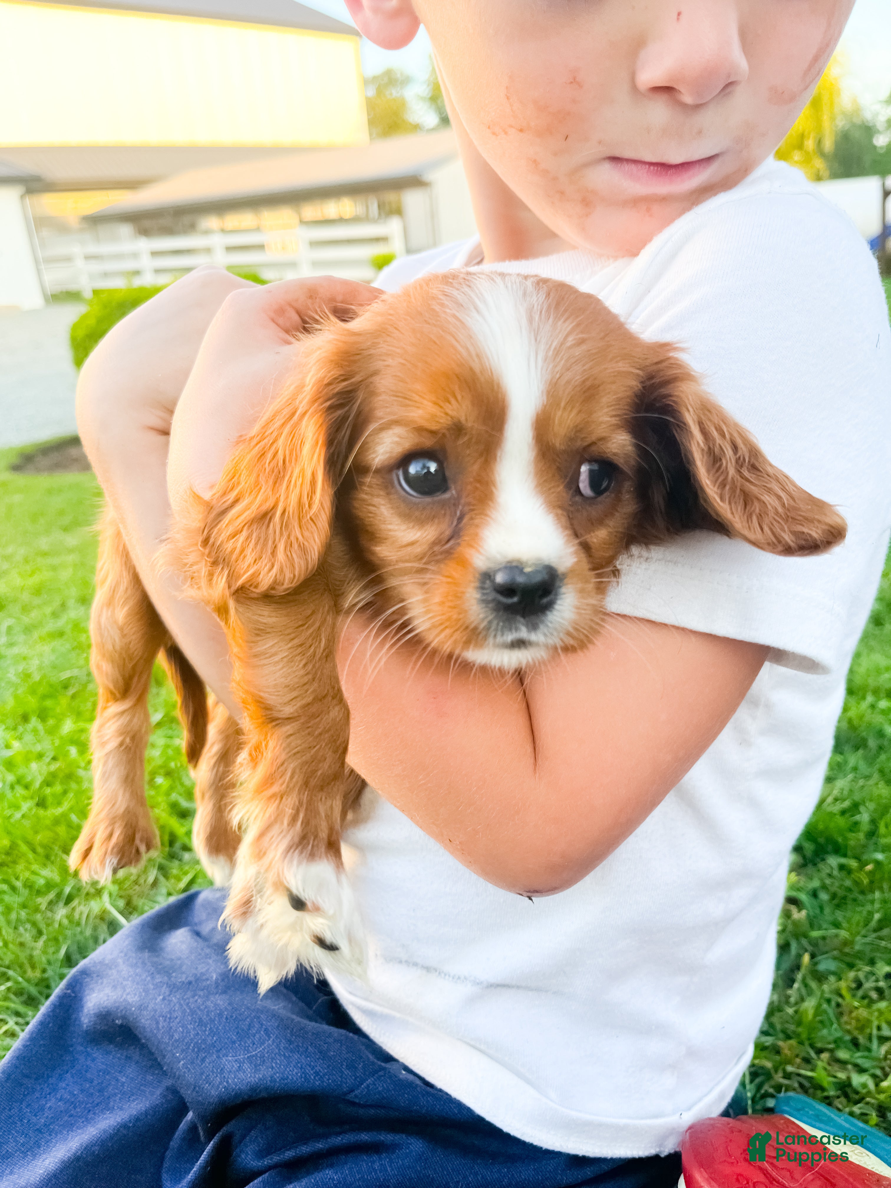 Cavalier King Charles Spaniel dogs Cavalier King Charles Spaniel 2 - Ad 2