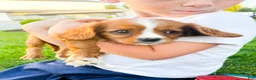Cavalier King Charles Spaniel dogs for sale: Cavalier King Charles Spaniel 2 - Ad 2