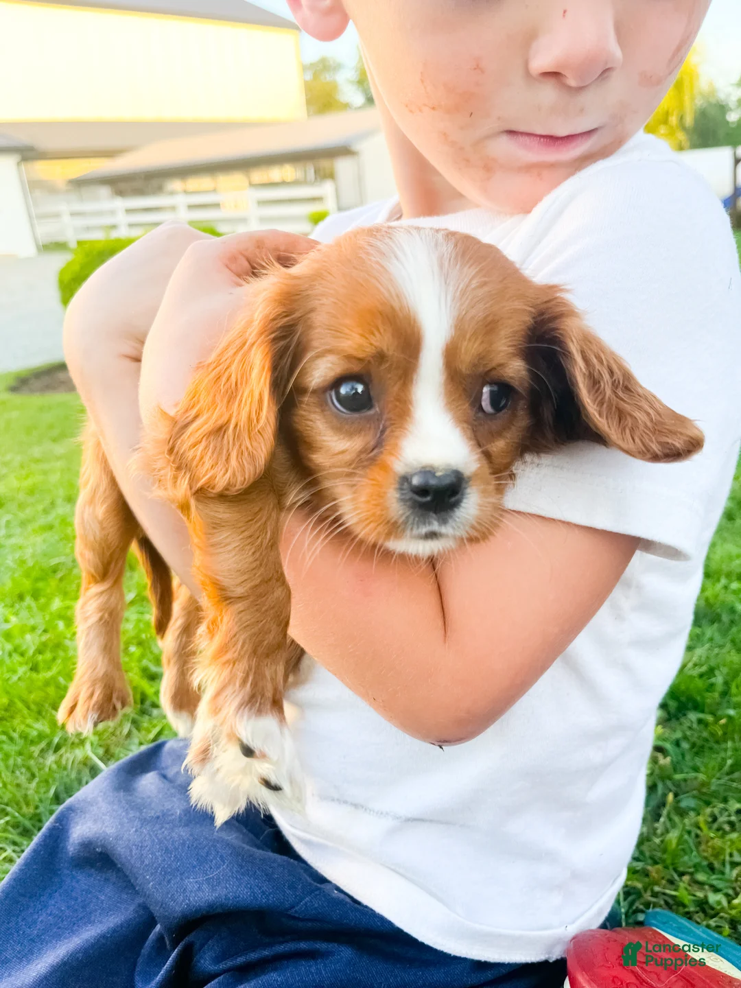 Cavalier King Charles Spaniel dogs for sale: Cavalier King Charles Spaniel 2 - Ad 2