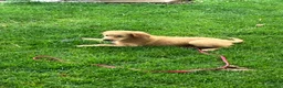 Goldendoodle dogs for sale: Brooke - Ad 3