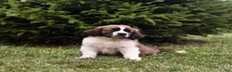Saint Berdoodles dogs for sale: Bo - Ad 10