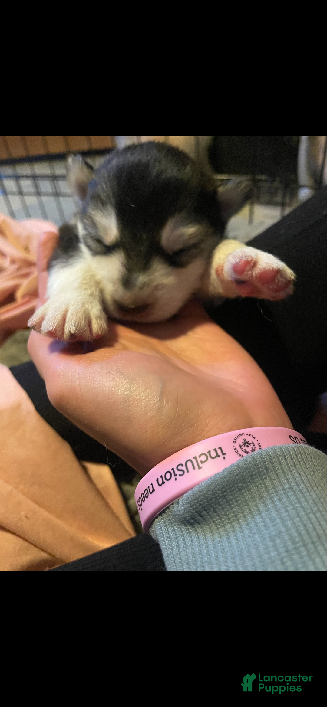 Gerberian Shepsky dogs for sale: Gerberian Shepsky Puppy 6 - Ad 1