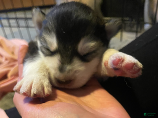 Gerberian Shepsky dogs Gerberian Shepsky Puppy 6 - Ad 17