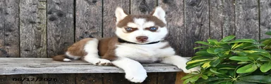 Flynn