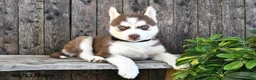 Siberian Husky dogs for sale: Flynn - Ad 1