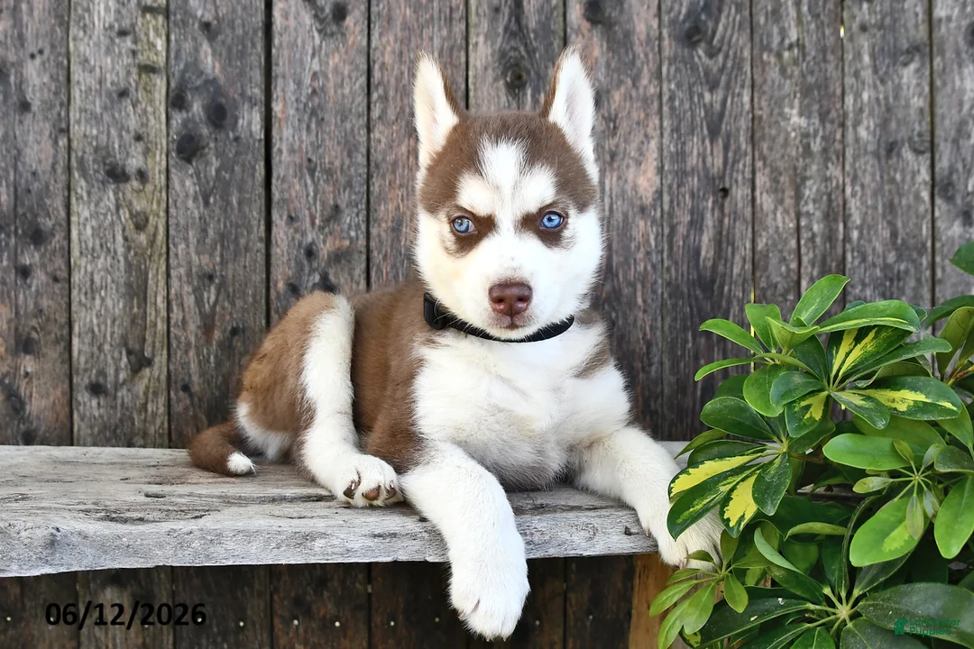 Siberian Husky dogs for sale: Flynn - Ad 1