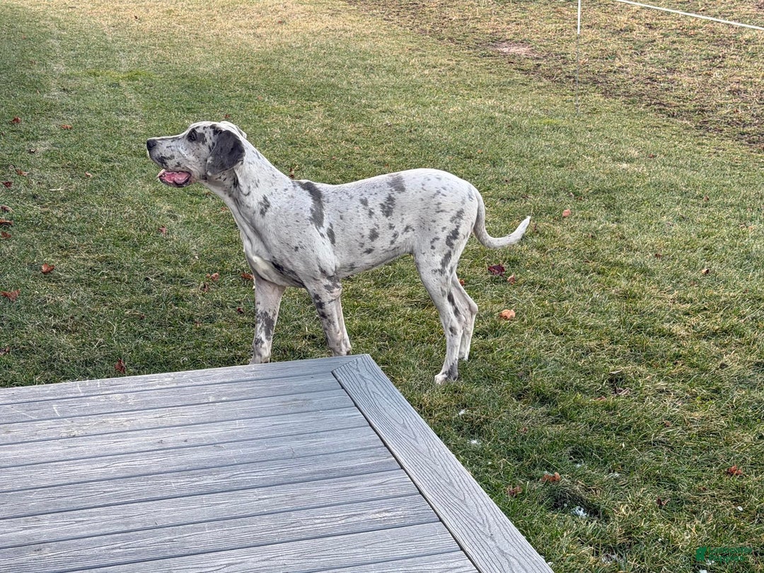 Great Dane dogs for sale: Wendy - Ad 3