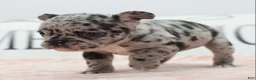 Mixed Breed dogs for sale: Ruby merle - Ad 24