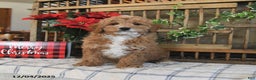 Mini Goldendoodle dogs for sale: Kelly - Ad 4