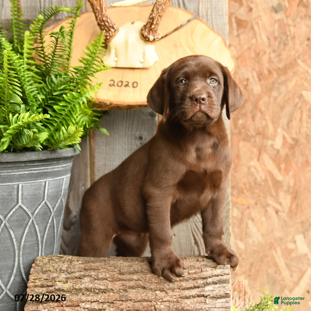 Labrador Retriever dogs for sale: Maple   - Ad 1