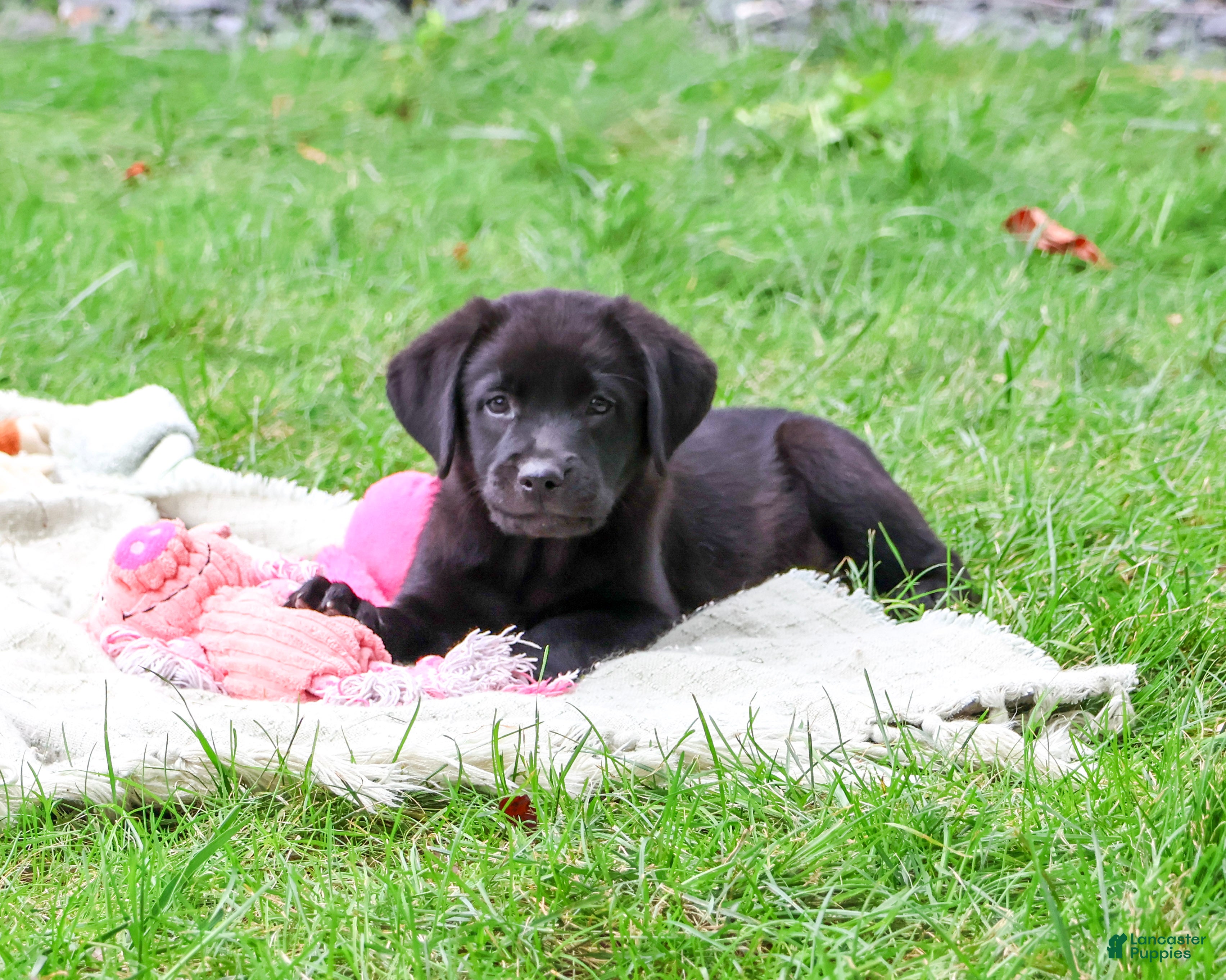 Labrador Retriever dogs Estelle - Ad 1