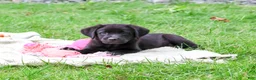 Labrador Retriever dogs for sale: Estelle - Ad 1