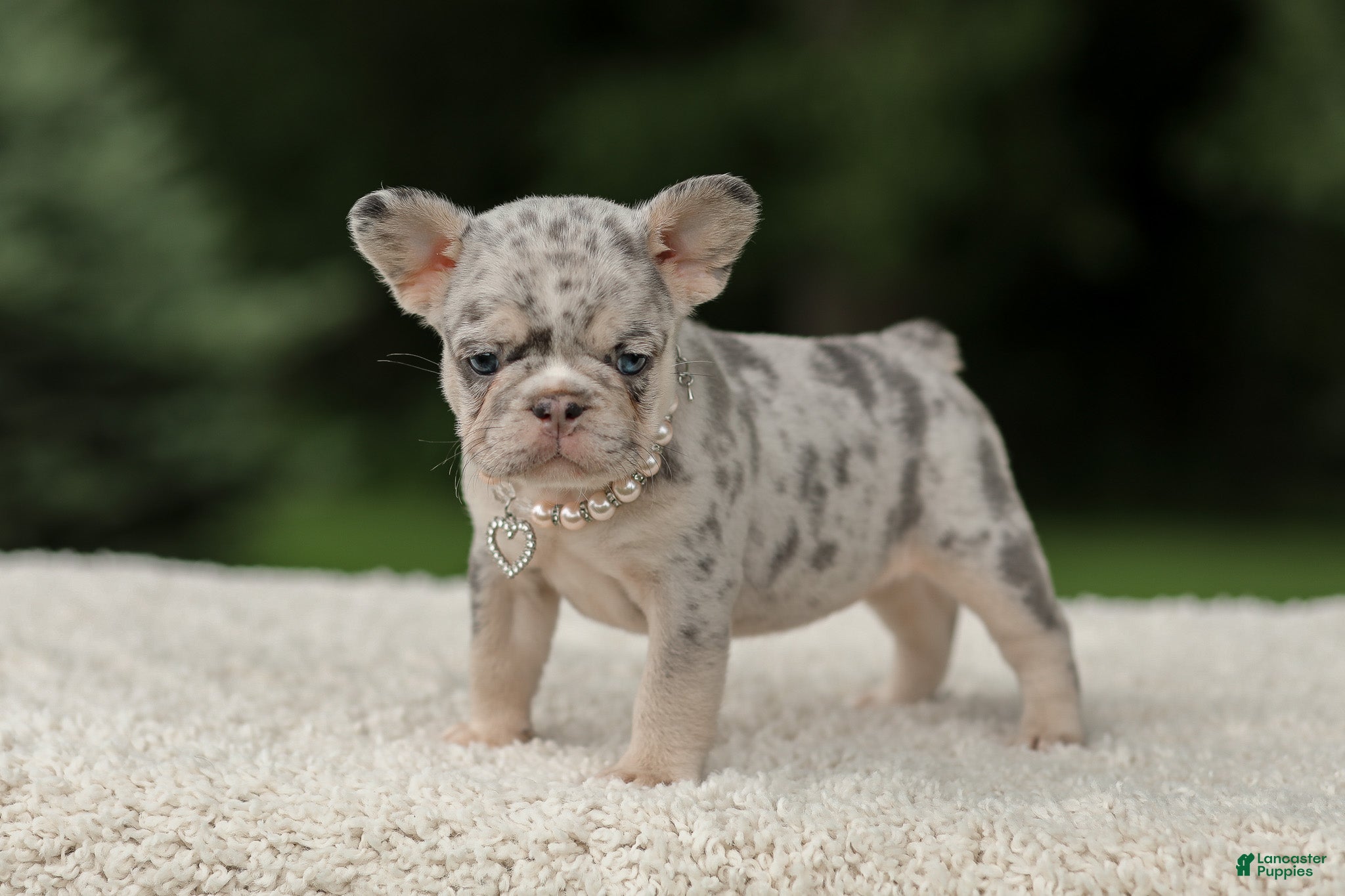 French Bulldog dogs Dahlia - Ad 1