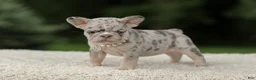 French Bulldog dogs for sale: Dahlia - Ad 1