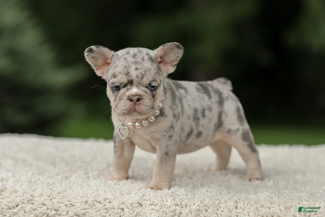 French Bulldog dogs for sale: Dahlia - Ad 1